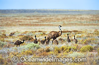 Emu adult male with chicks Photo - Gary Bell