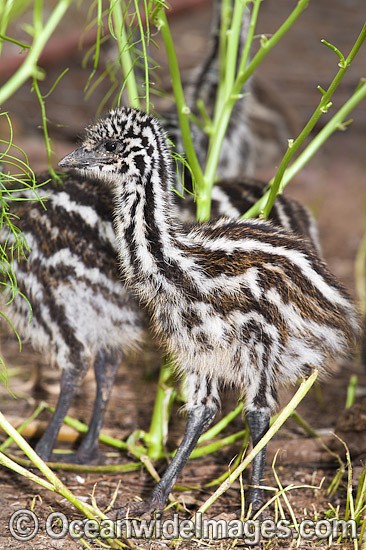 Emu chicks photo