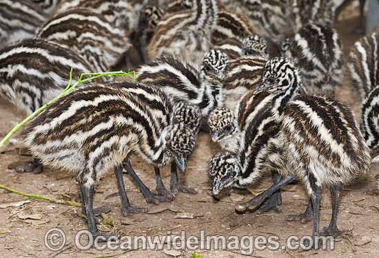 Emu chicks photo