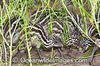 Emu chicks Photo - Gary Bell