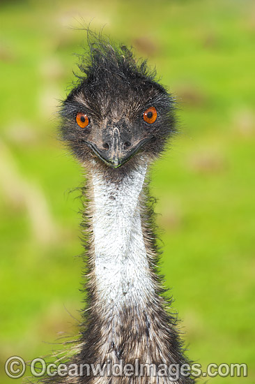 Emu face photo