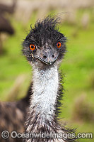 Emu face Photo - Gary Bell