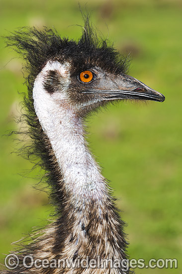 Emu head shot photo