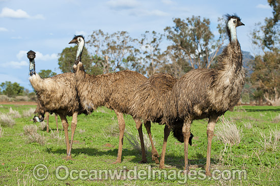 Emus Australia photo Emus Australia photo