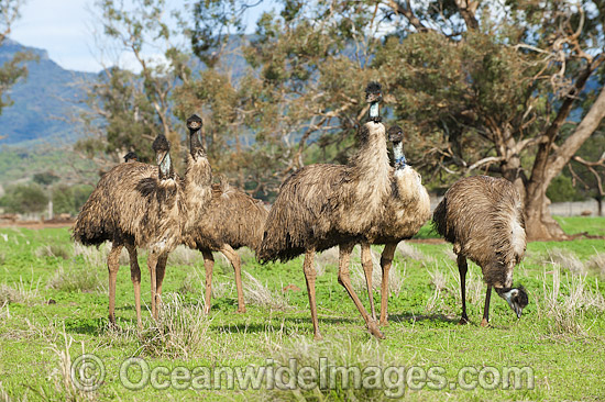 Emus Australia photo Emus Australia photo