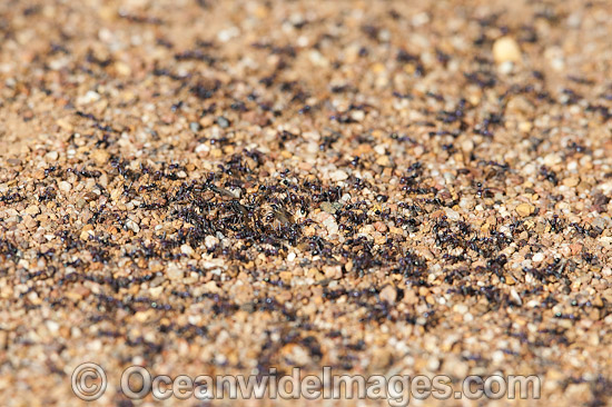 Meat Ants (Iridomyrmex purpureus), foraging at the entrance to their nest. Photo taken at Wurrumbungle National Park, New South Wales, Australia. Photo - Gary Bell Meat Ants (Iridomyrmex purpureus), foraging at the entrance to their nest. Photo taken at Wurrumbungle National Park, New South Wales, Australia. Photo - Gary Bell