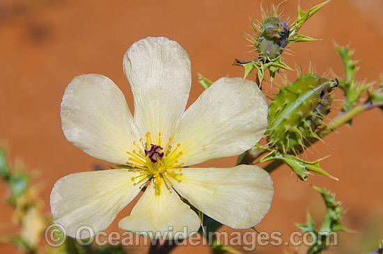 Wildflowers outback Australia photo