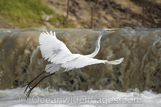 Great Egret Darling River photo