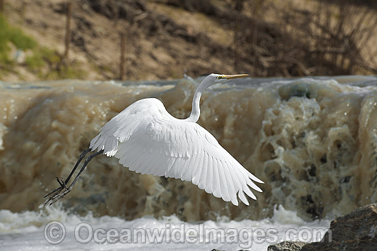 Great Egret flying photo