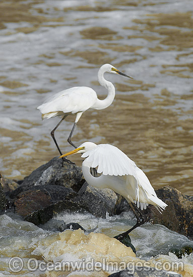 Great Egrets Darling River photo