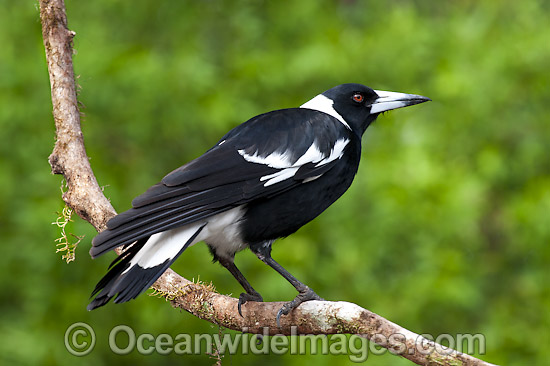 Australian Magpie Gymnorhina tibicen photo