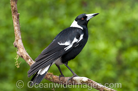 Black-backed Magpie (Gymnorhina tibicen). Also known as Australian Magpie. Found throughout Australia, but with regional colour variation (White-back and Blackback being most common). Photo taken at Coffs Harbour, NSW, Australia. Photo - Gary Bell Black-backed Magpie (Gymnorhina tibicen). Also known as Australian Magpie. Found throughout Australia, but with regional colour variation (White-back and Blackback being most common). Photo taken at Coffs Harbour, NSW, Australia. Photo - Gary Bell