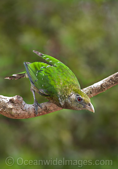 Green Catbird (Ailuroedus crassirostris). Found throughout south-eastern Queensland and eastern New South Wales, Australia, in sub-tropical and sub-temperate rainforests. Also found occasionally near eucalypt forests and paperbark forests. Photo - Gary Bell