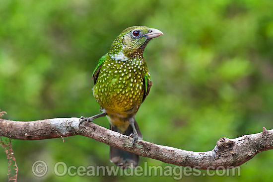 Australian Green Catbird photo