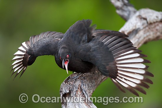 White winged Chough (Corcorax melanorhamphos). Physically similar to Crows, Ravens and Currawongs. Found throughout south-eastern Australia in eucalypt woodlands and open forests. Photo taken at Warrumbungle National Park, NSW, Australia. Photo - Gary Bell White winged Chough (Corcorax melanorhamphos). Physically similar to Crows, Ravens and Currawongs. Found throughout south-eastern Australia in eucalypt woodlands and open forests. Photo taken at Warrumbungle National Park, NSW, Australia. Photo - Gary Bell