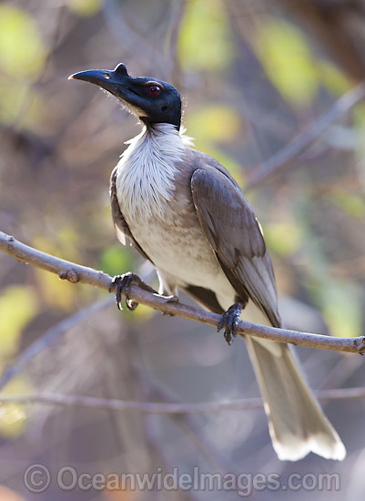 Noisy Friarbird Philemon corniculatus photo