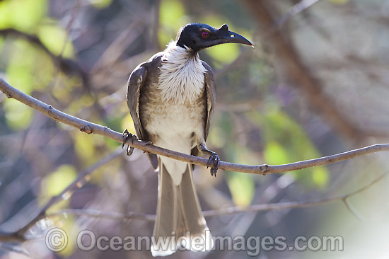 Noisy Friarbird (Philemon corniculatus). Found in open forests, woodlands, swamplands, heathlands and banksia trees throughout eastern Australia. Photo taken at Warrumbungle National Park, New South Wales, Australia. Photo - Gary Bell