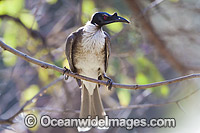 Noisy Friarbird Philemon corniculatus Photo - Gary Bell