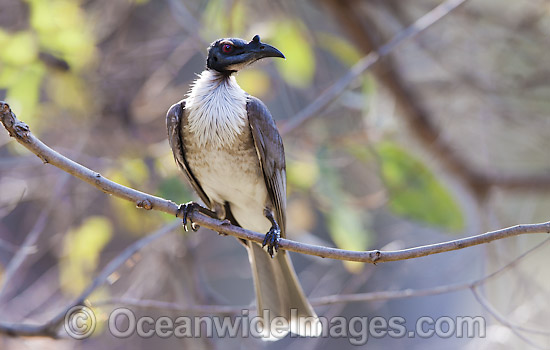 Noisy Friarbird Philemon corniculatus photo