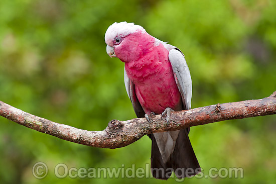 Galah Cacatua roseicapilla photo