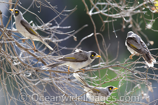 Noisy Miner (Manorina melanotis). Found throughout south-eastern Australia in open forests and woodlands. Photo taken at Warrumbungle National Park, New South Wales, Australia. Photo - Gary Bell