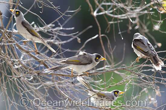 Noisy Miner (Manorina melanotis). Found throughout south-eastern Australia in open forests and woodlands. Photo taken at Warrumbungle National Park, New South Wales, Australia. Photo - Gary Bell Noisy Miner (Manorina melanotis). Found throughout south-eastern Australia in open forests and woodlands. Photo taken at Warrumbungle National Park, New South Wales, Australia. Photo - Gary Bell