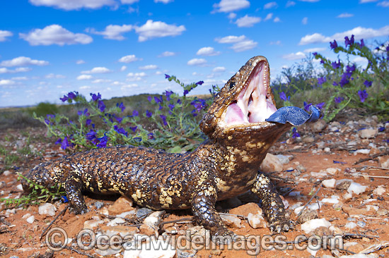 Shingle-back Lizard (Tiliqua rugosa). Also known as Bobtail, Stumpy-tail, Bobbi, Pinecone Lizard and Sleepy Lizard. Found throughout southern Australia, except eastern ranges & coast with geographic colour & pattern variation. Broken Hill, NSW, Australia Photo - Gary Bell Shingle-back Lizard (Tiliqua rugosa). Also known as Bobtail, Stumpy-tail, Bobbi, Pinecone Lizard and Sleepy Lizard. Found throughout southern Australia, except eastern ranges & coast with geographic colour & pattern variation. Broken Hill, NSW, Australia Photo - Gary Bell