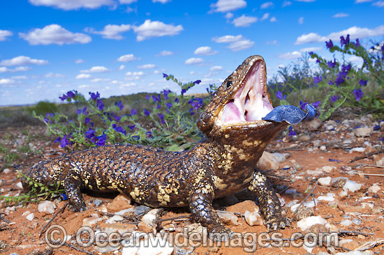 Shingle-back Lizard displaying blue tonue photo