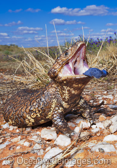 Shingle-back Lizard (Tiliqua rugosa). Also known as Bobtail, Stumpy-tail, Bobbi, Pinecone Lizard and Sleepy Lizard. Found throughout southern Australia, except eastern ranges & coast with geographic colour & pattern variation. Broken Hill, NSW, Australia Photo - Gary Bell Shingle-back Lizard (Tiliqua rugosa). Also known as Bobtail, Stumpy-tail, Bobbi, Pinecone Lizard and Sleepy Lizard. Found throughout southern Australia, except eastern ranges & coast with geographic colour & pattern variation. Broken Hill, NSW, Australia Photo - Gary Bell