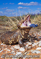 Shingle-back Lizard Tiliqua rugosa Photo - Gary Bell