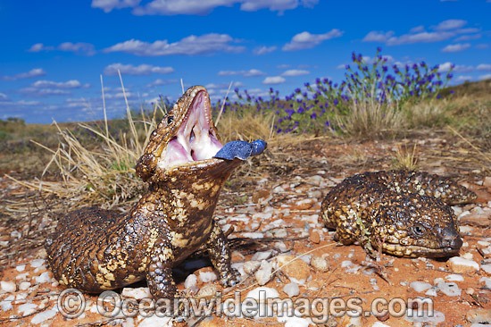 Shingle-back Lizard (Tiliqua rugosa). Also known as Bobtail, Stumpy-tail, Bobbi, Pinecone Lizard and Sleepy Lizard. Found throughout southern Australia, except eastern ranges & coast with geographic colour & pattern variation. Broken Hill, NSW, Australia Photo - Gary Bell
