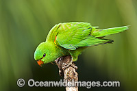 Scaly-breasted Lorikeet Photo - Gary Bell