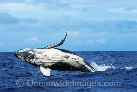 Humpback Whale (Megaptera novaeangliae) - breaching on surface. Tonga, South Pacific Ocean. Classified as Vulnerable on the IUCN Red List. Photo - Gary Bell