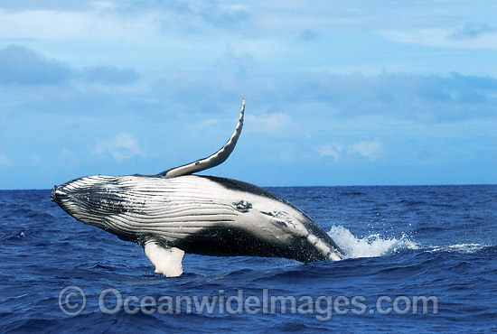 Humpback Whale (Megaptera novaeangliae) - breaching on surface. Tonga, South Pacific Ocean. Classified as Vulnerable on the IUCN Red List. Photo - Gary Bell Humpback Whale (Megaptera novaeangliae) - breaching on surface. Tonga, South Pacific Ocean. Classified as Vulnerable on the IUCN Red List. Photo - Gary Bell