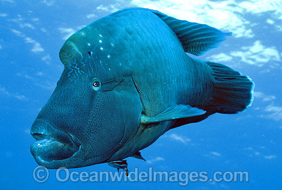 Napolean Wrasse Humphead Maori Wrasse photo