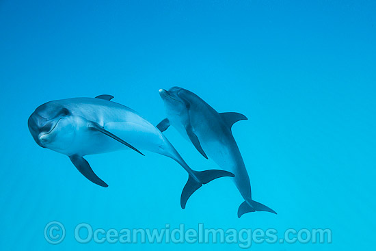 Atlantic Spotted Dolphin (Stenella frontalis). Found throughout the Gulf Stream of the North Atlantic Ocean. Photo taken in Bahamas, Caribbean Sea, Atlantic Ocean. Photo - Vanessa Mignon Atlantic Spotted Dolphin (Stenella frontalis). Found throughout the Gulf Stream of the North Atlantic Ocean. Photo taken in Bahamas, Caribbean Sea, Atlantic Ocean. Photo - Vanessa Mignon