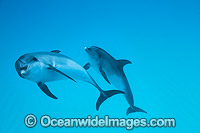 Atlantic Spotted Dolphin Bahamas Photo - Vanessa Mignon