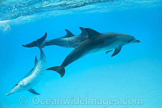 Atlantic Spotted Dolphin (Stenella frontalis), group of adults. Found throughout the Gulf Stream of the North Atlantic Ocean. Photo taken in Bahamas, Caribbean Sea, Atlantic Ocean. Photo - Vanessa Mignon