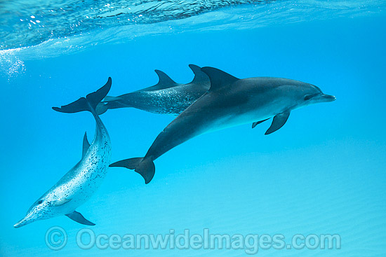 Atlantic Spotted Dolphin (Stenella frontalis), group of adults. Found throughout the Gulf Stream of the North Atlantic Ocean. Photo taken in Bahamas, Caribbean Sea, Atlantic Ocean. Photo - Vanessa Mignon Atlantic Spotted Dolphin (Stenella frontalis), group of adults. Found throughout the Gulf Stream of the North Atlantic Ocean. Photo taken in Bahamas, Caribbean Sea, Atlantic Ocean. Photo - Vanessa Mignon