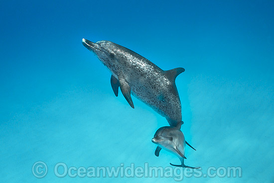 Atlantic Spotted Dolphin mother with calf photo Atlantic Spotted Dolphin mother with calf photo