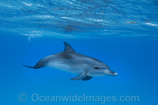 Atlantic Spotted Dolphin calf photo Atlantic Spotted Dolphin calf photo