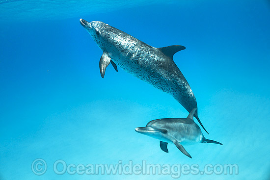 Atlantic Spotted Dolphin mother with calf photo