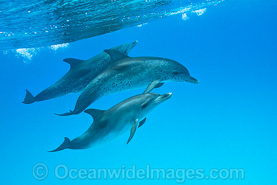 Atlantic Spotted Dolphin (Stenella frontalis), mother and companion with calf. Found throughout the Gulf Stream of the North Atlantic Ocean. Photo taken in Bahamas, Caribbean Sea, Atlantic Ocean. Photo - Vanessa Mignon