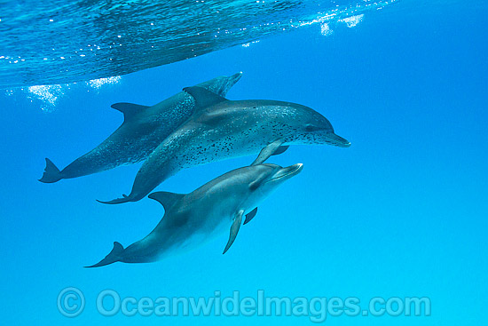 Atlantic Spotted Dolphin mother photo Atlantic Spotted Dolphin mother photo