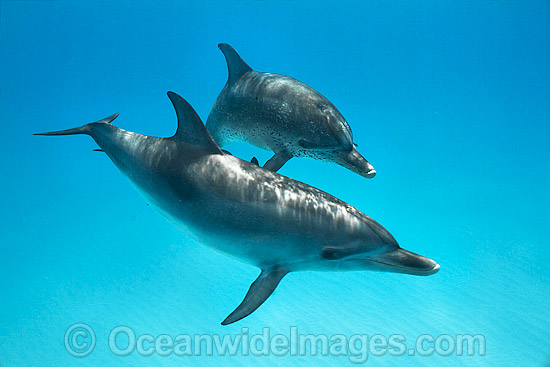 Atlantic Spotted Dolphin (Stenella frontalis), mother with calf. Found throughout the Gulf Stream of the North Atlantic Ocean. Photo taken in Bahamas, Caribbean Sea, Atlantic Ocean. Photo - Vanessa Mignon
