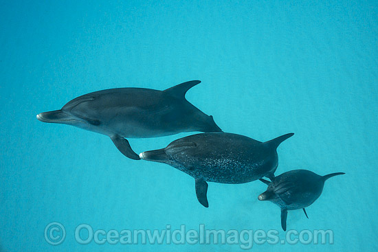 Atlantic Spotted Dolphin (Stenella frontalis), mother and companion with calf. Found throughout the Gulf Stream of the North Atlantic Ocean. Photo taken in Bahamas, Caribbean Sea, Atlantic Ocean. Photo - Vanessa Mignon Atlantic Spotted Dolphin (Stenella frontalis), mother and companion with calf. Found throughout the Gulf Stream of the North Atlantic Ocean. Photo taken in Bahamas, Caribbean Sea, Atlantic Ocean. Photo - Vanessa Mignon