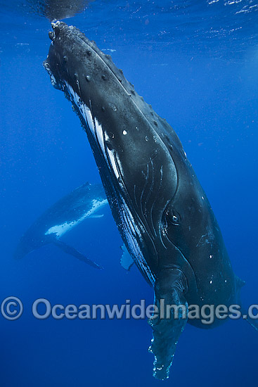 Humpback Whale photo