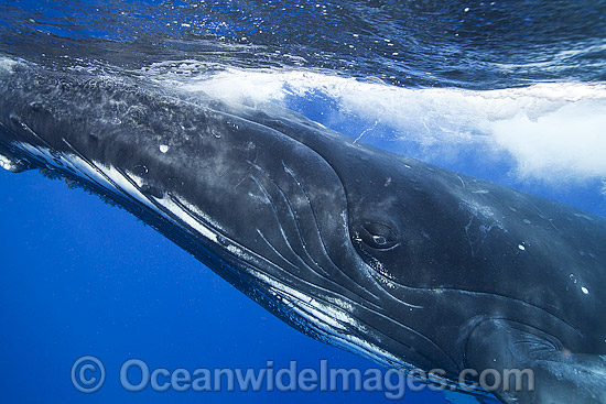 Humpback Whale photo