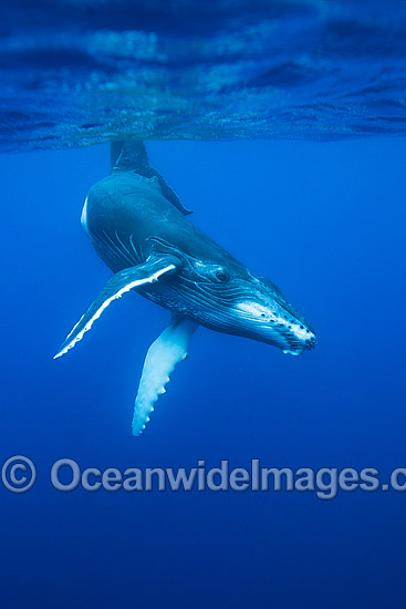 Humpback Whale underwater photo