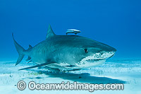 Tiger Shark with Suckerfish attached Photo - Vanessa Mignon